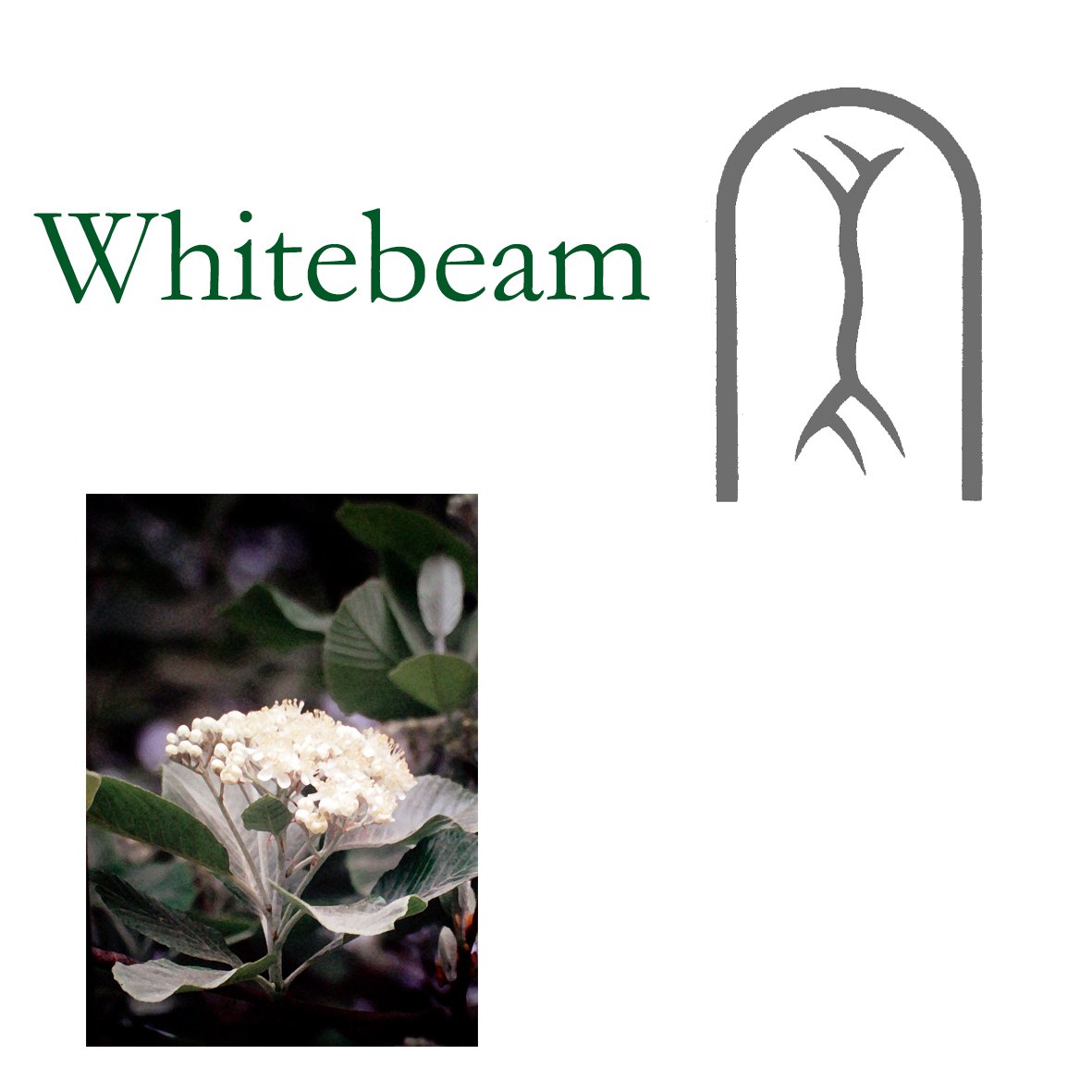 Tree Flower - Whitebeam