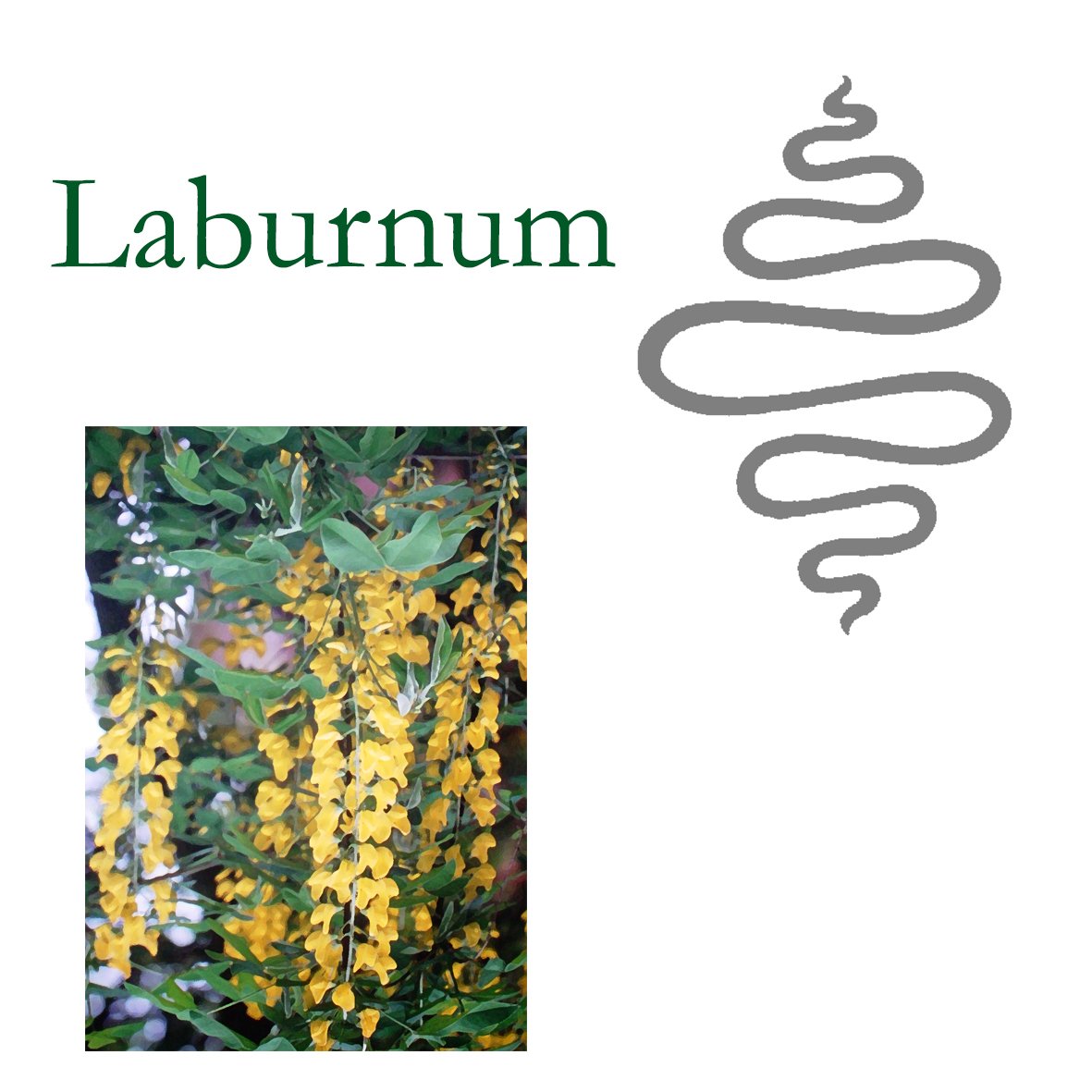 Tree Flower - Laburnum