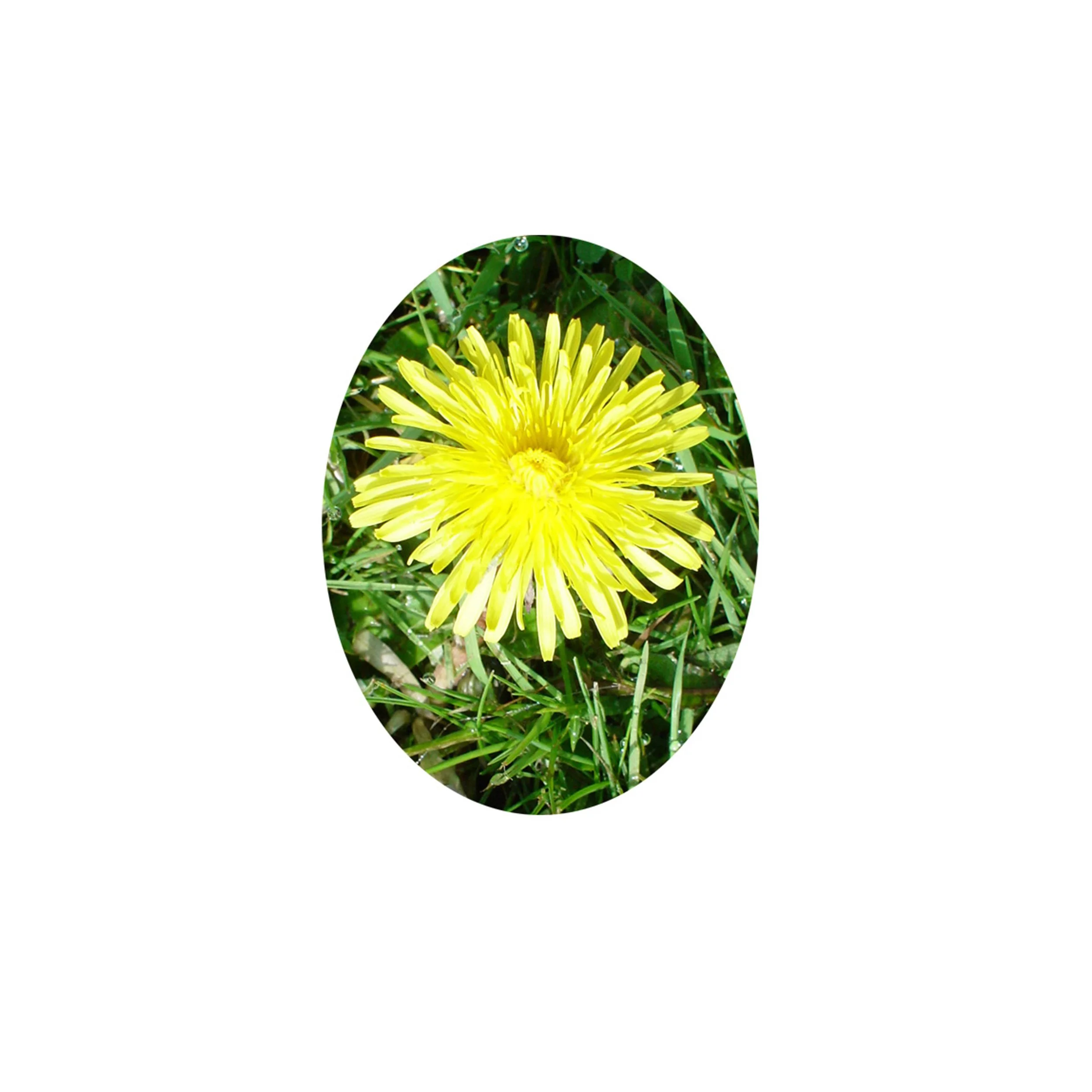 Flower Essence- Dandelion