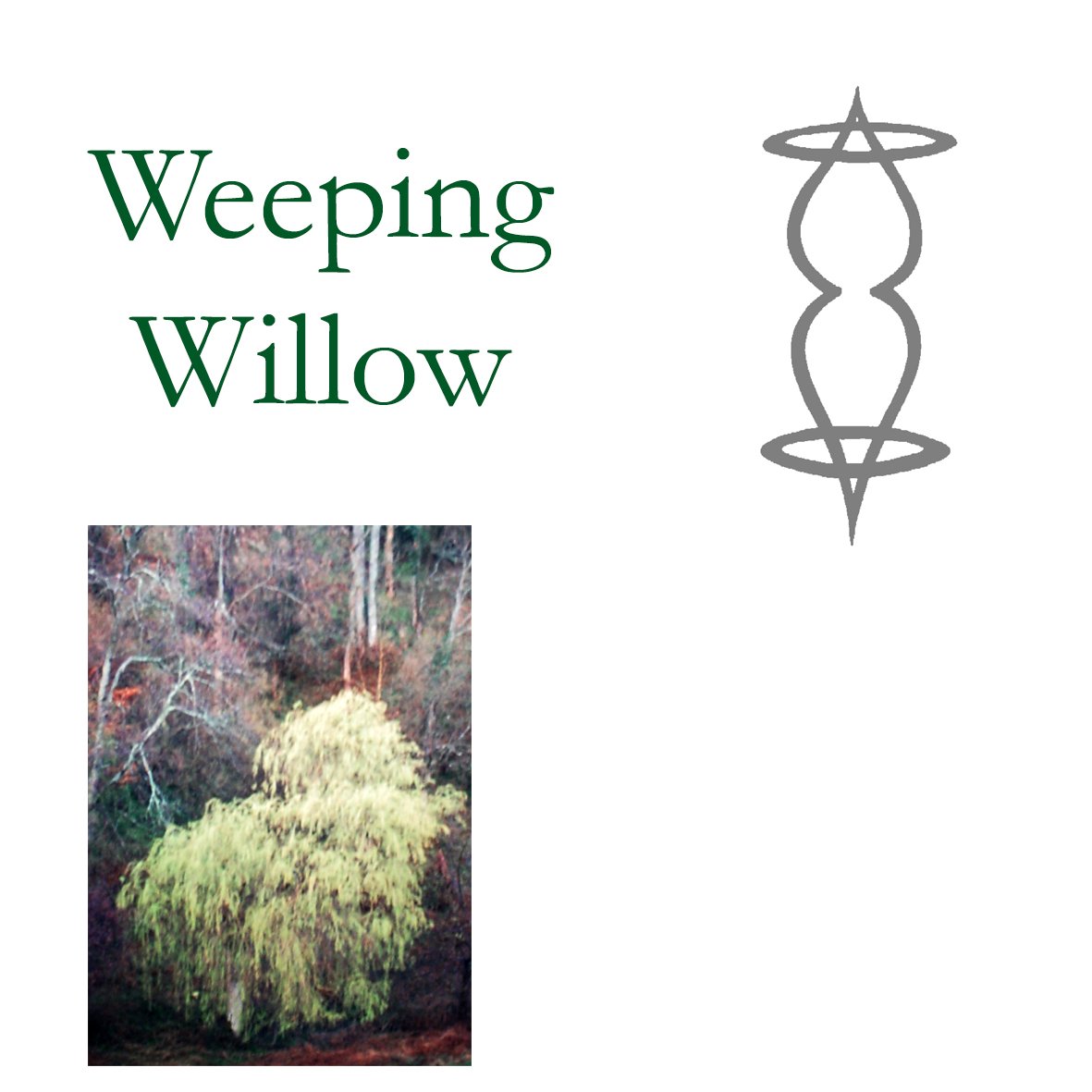 Tree Flower - Weeping Willow