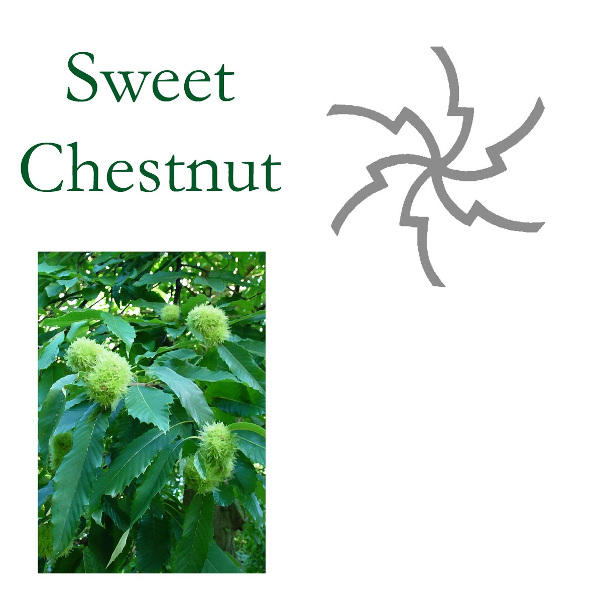Tree Flower - Sweet Chestnut