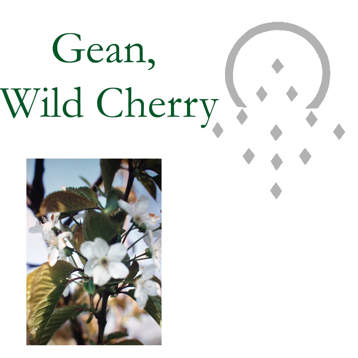 Tree Flower - Gean, Wild Cherry