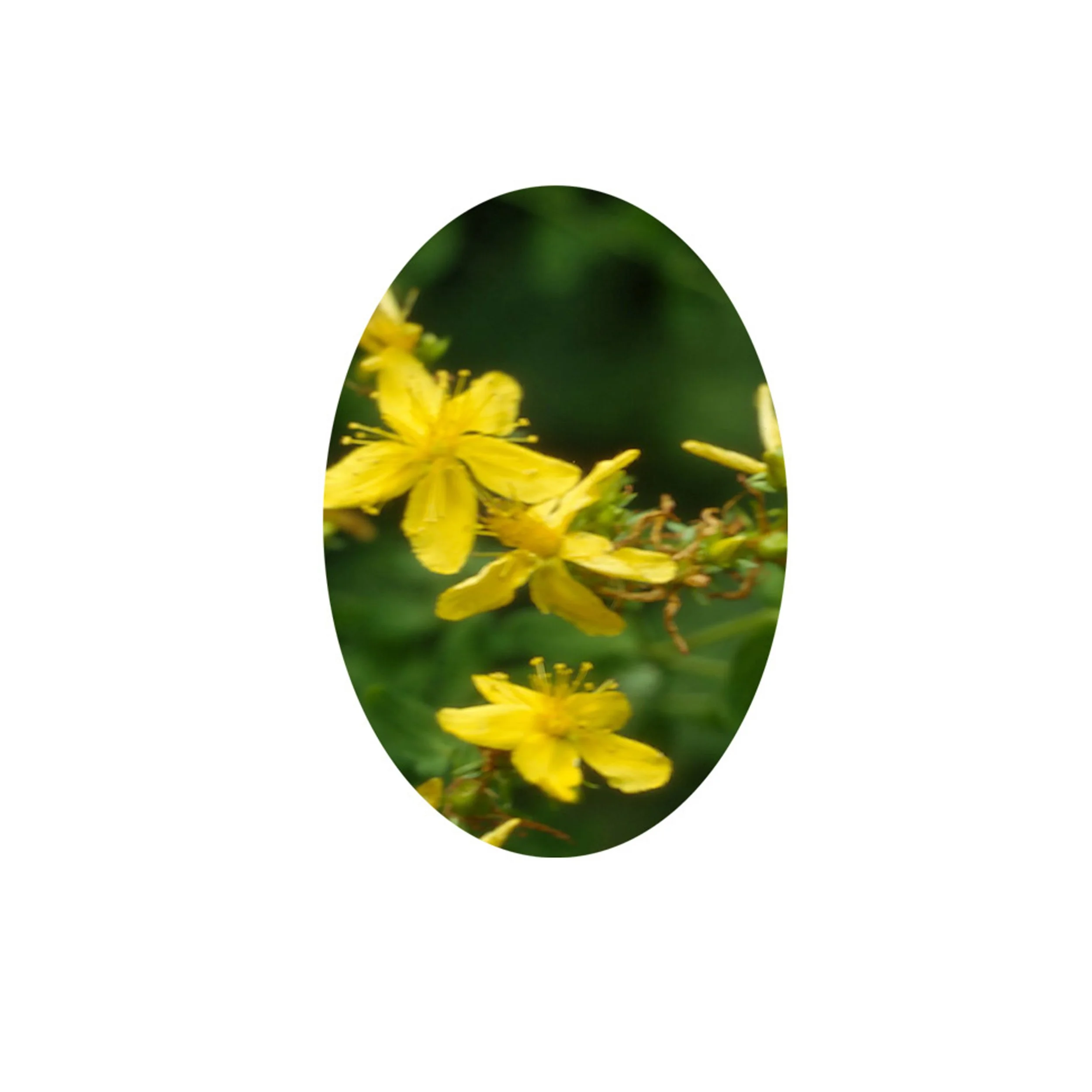 Flower Essence- St-John's-Wort