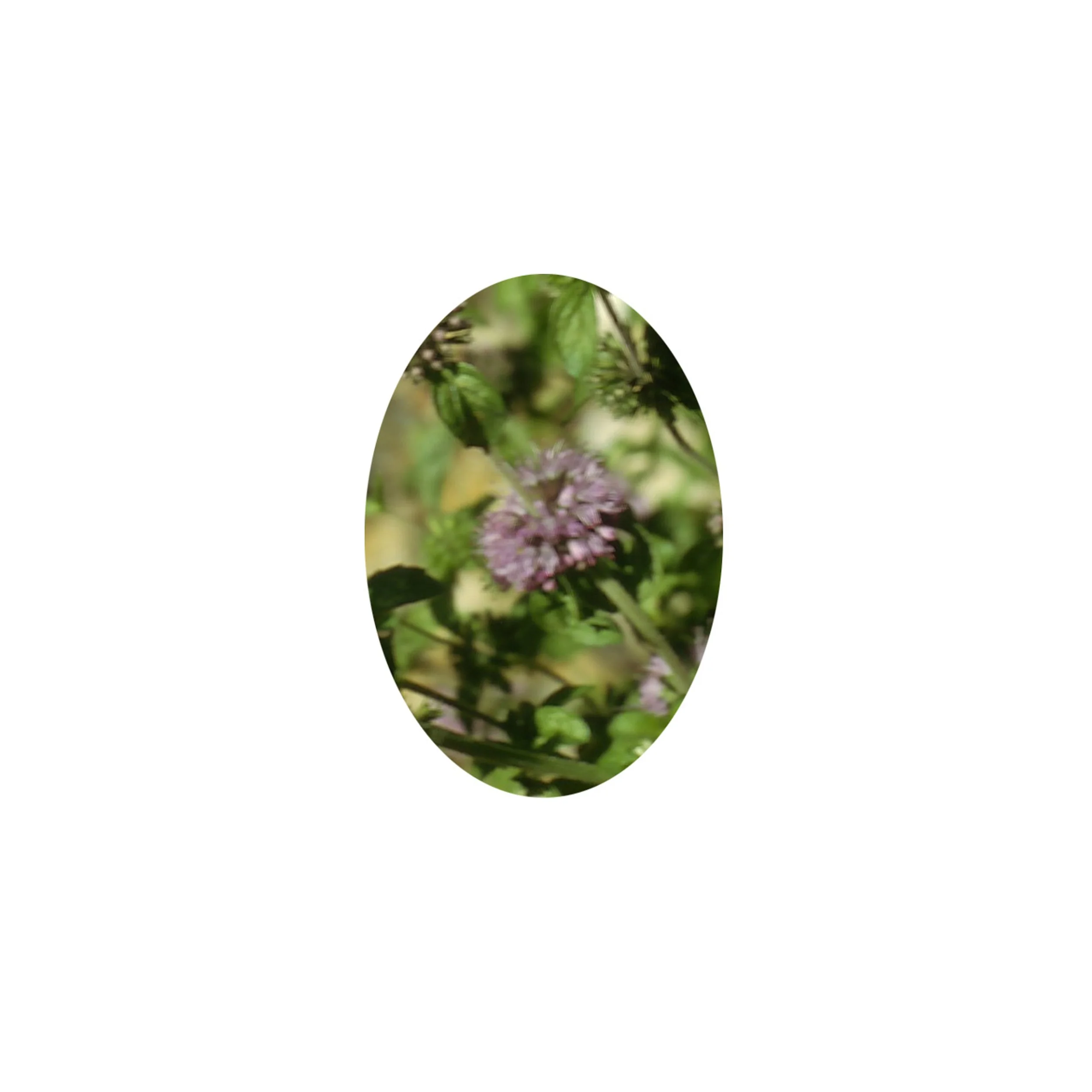 Flower Essence- Pennyroyal