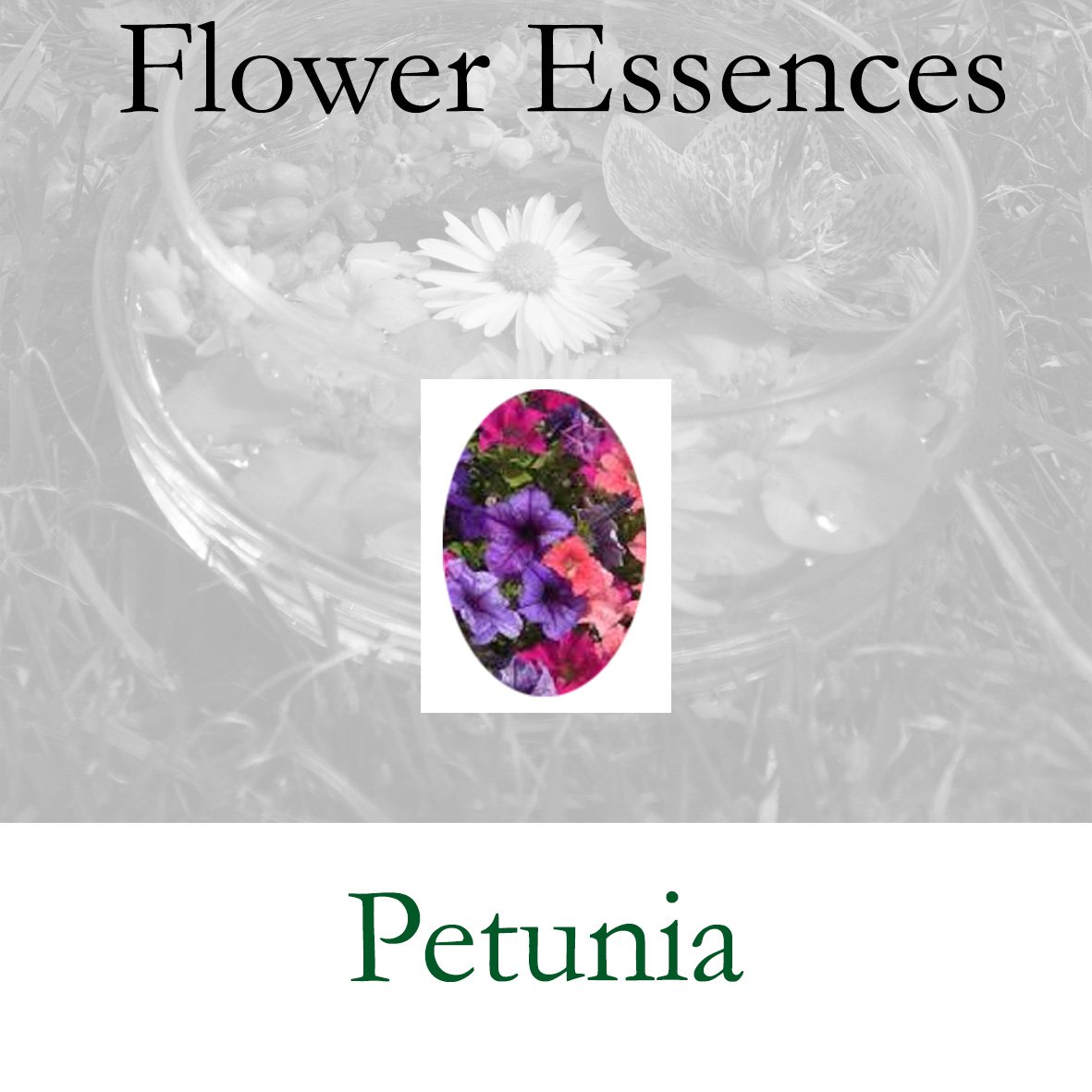Flower Essence- Petunia