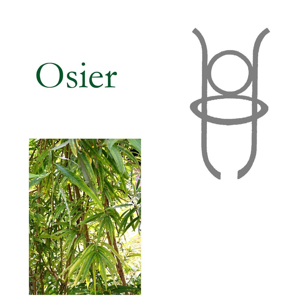 Tree Flower - Osier