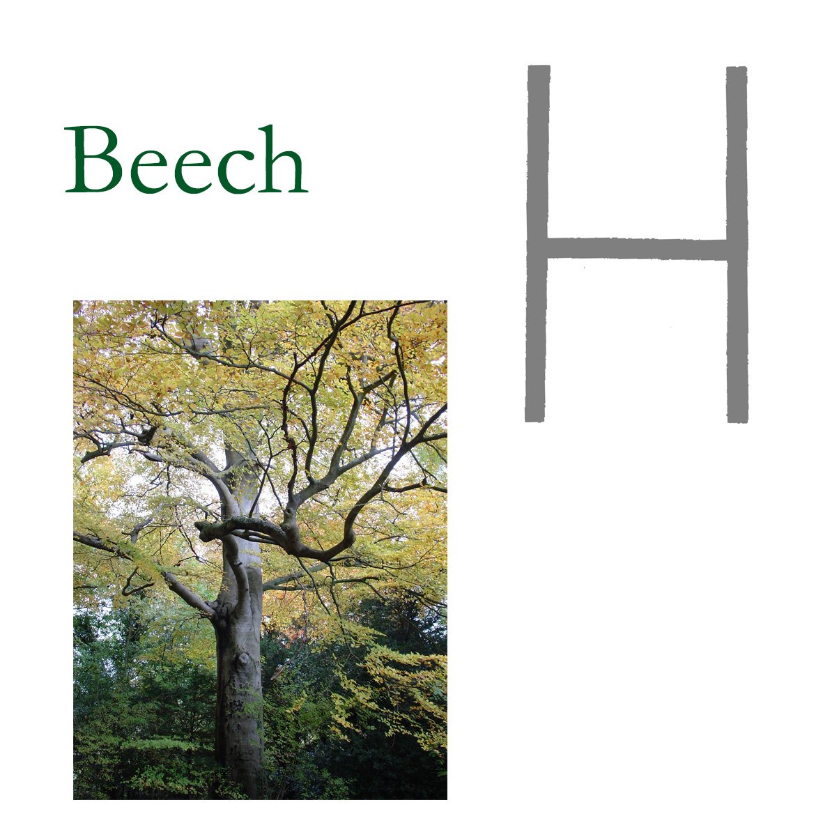 Tree Flower - Beech