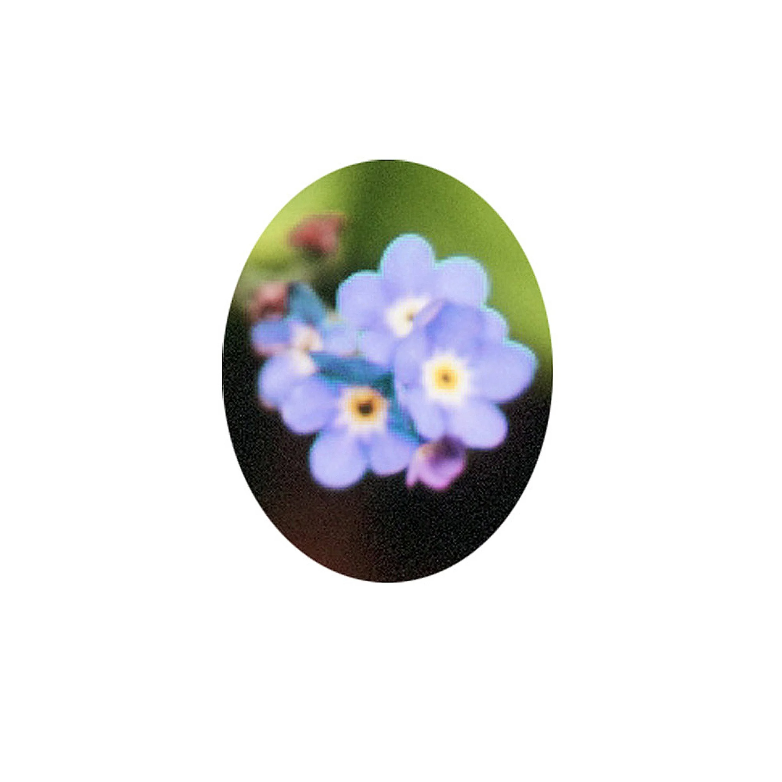 Flower Essence- Forget-Me-Not