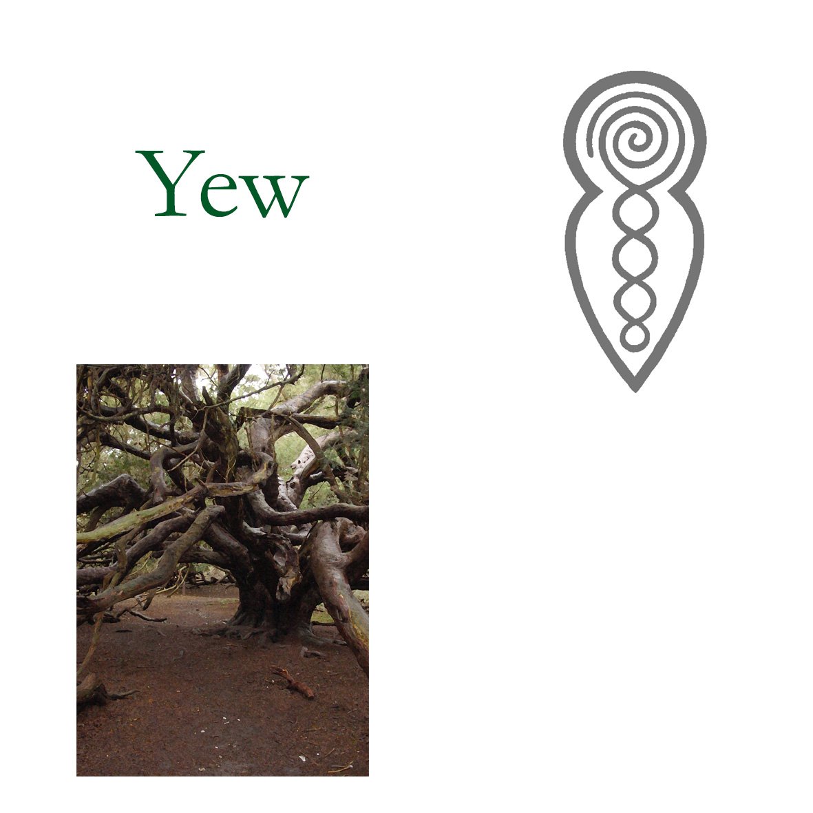 Tree Flower - Yew