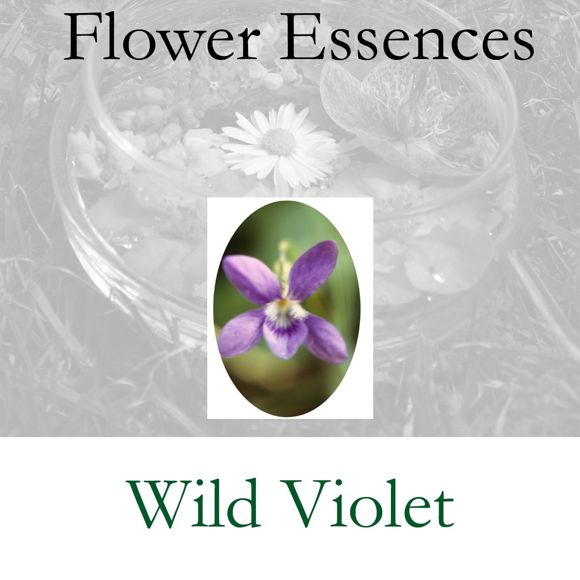 Flower Essence- Wild Violet