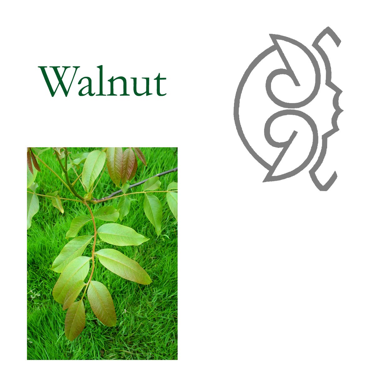 Tree Flower - Walnut
