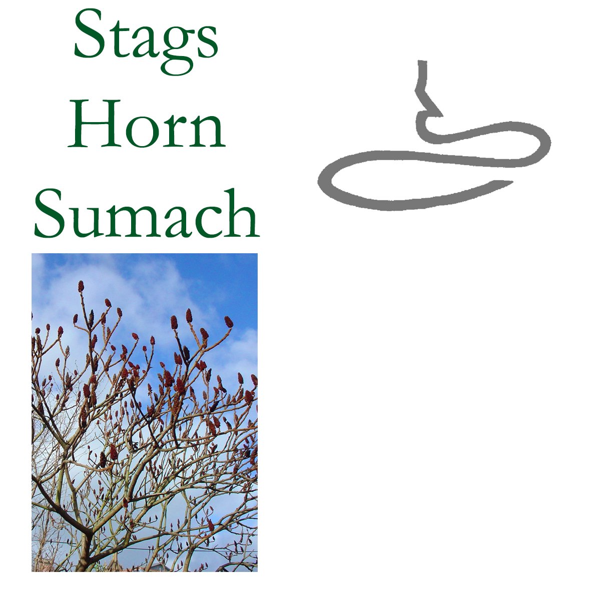 Tree Flower - Stags Horn Sumach