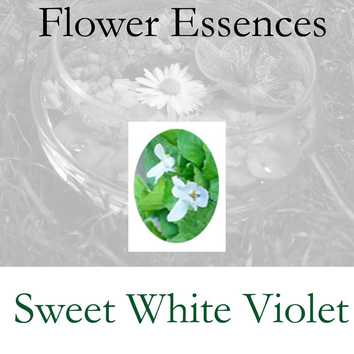 Flower Essence- Sweet White Violet