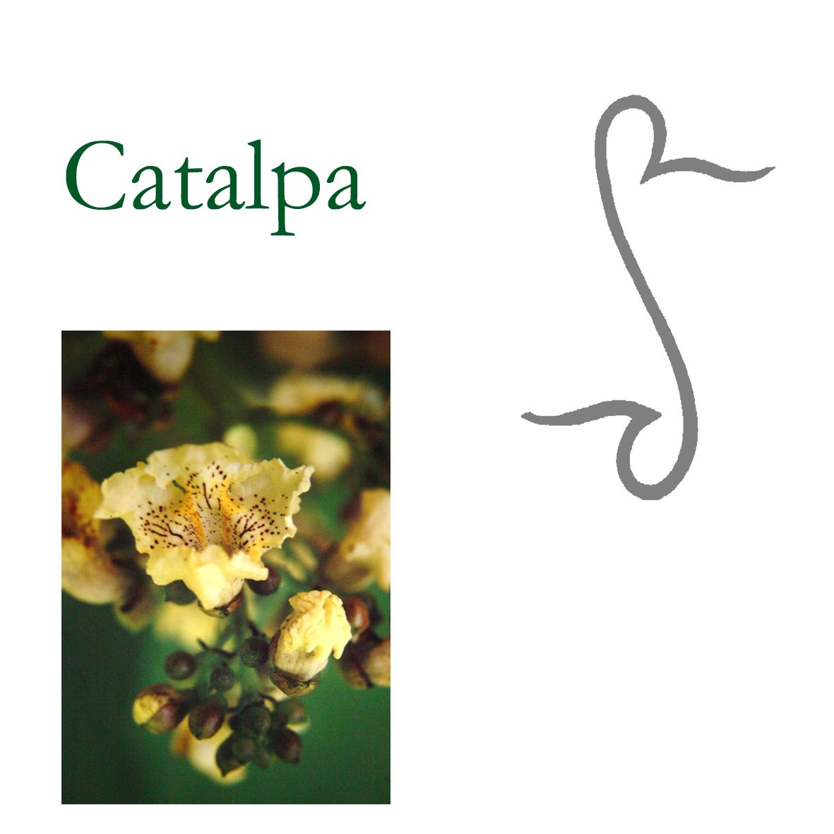 Tree Flower - Catalpa