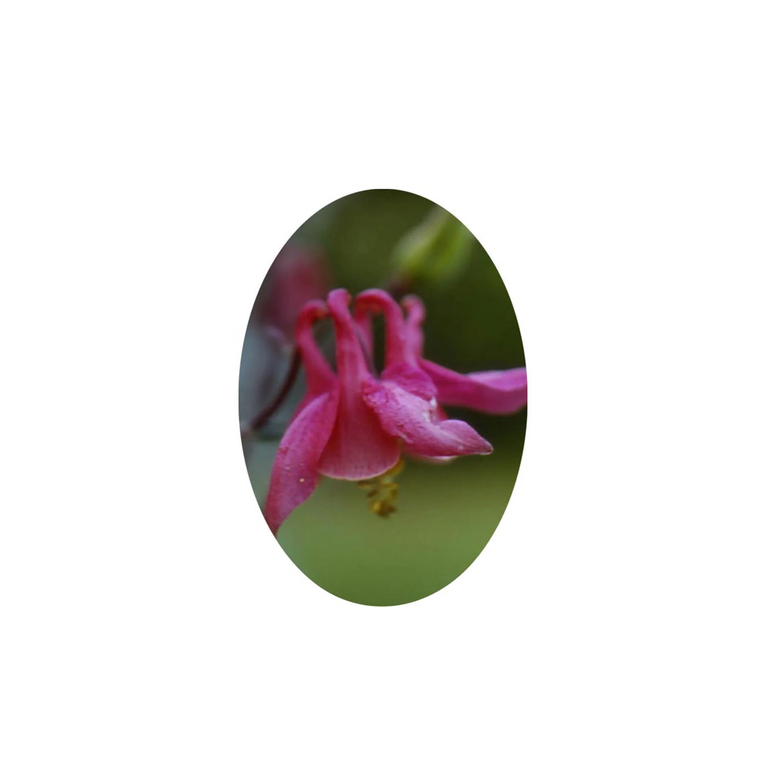 Flower Essence- Columbine