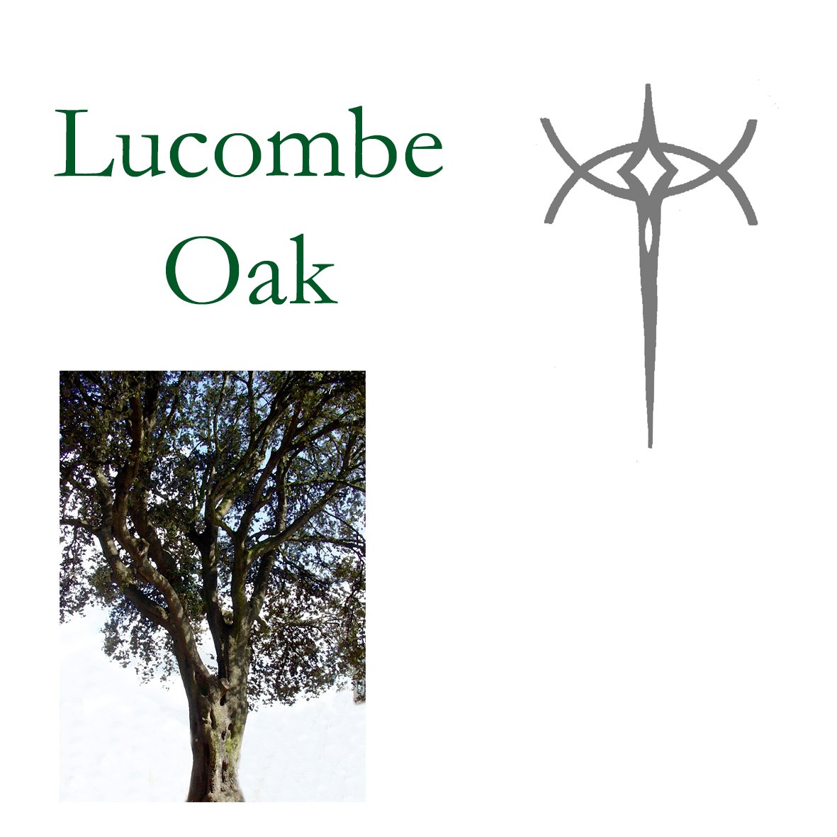 Tree Flower - Lucombe Oak
