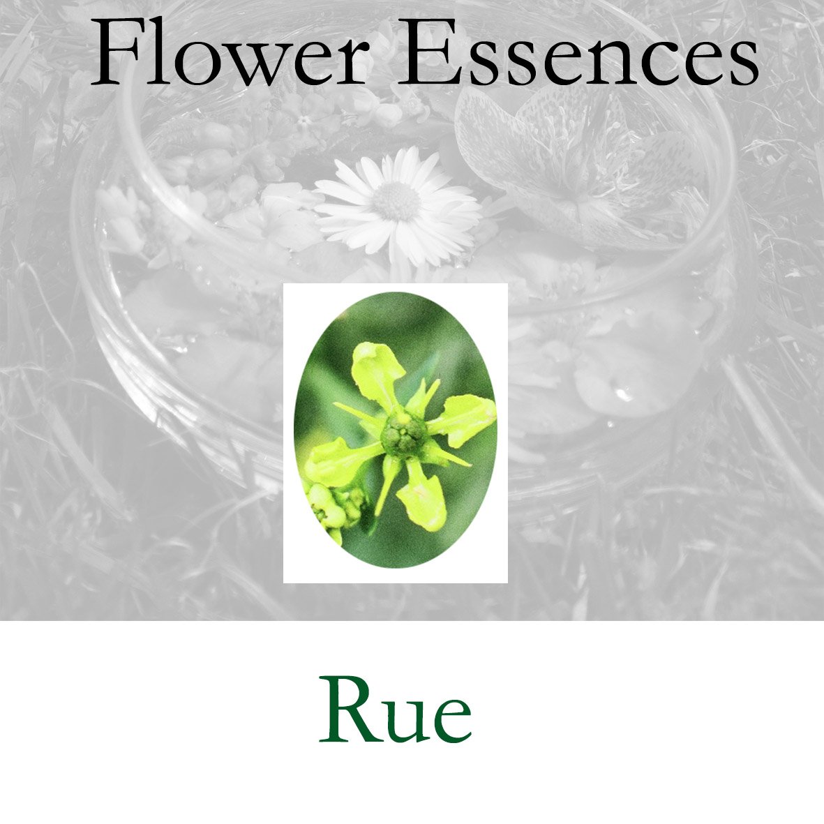 Flower Essence- Rue
