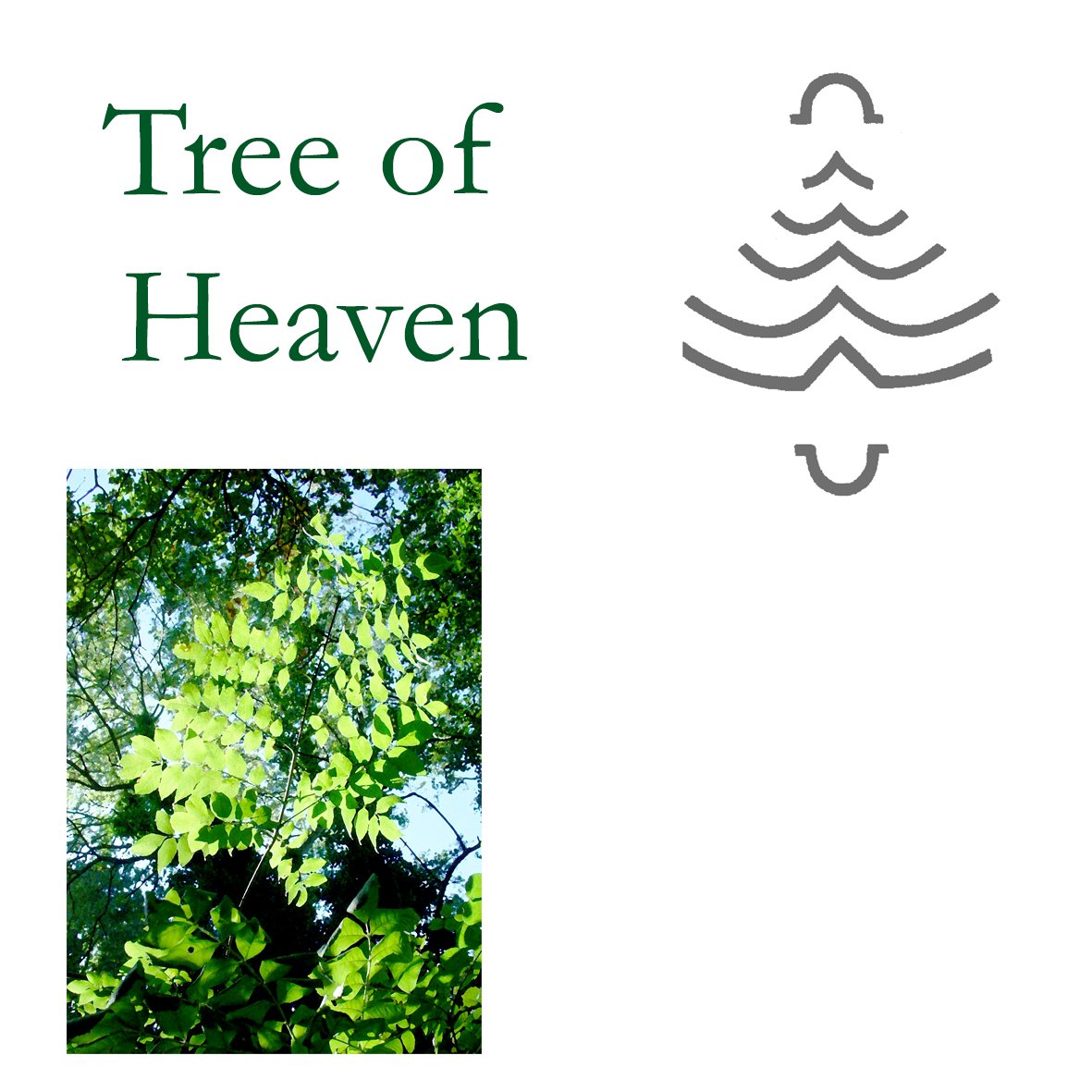 Tree Flower - Tree of Heaven
