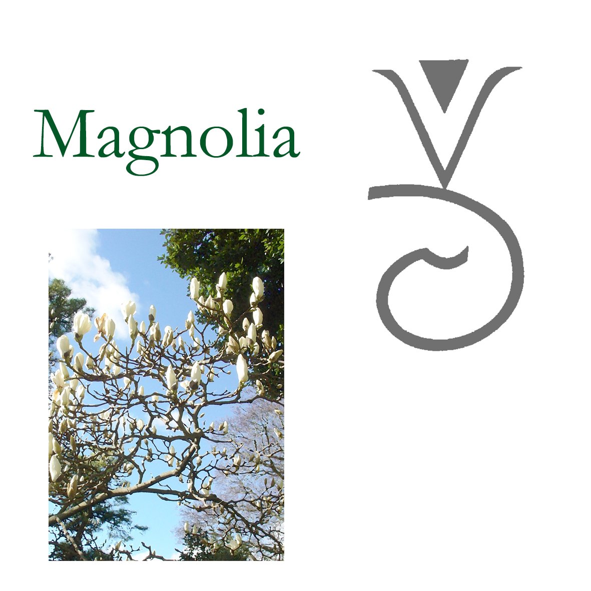 Tree Flower - Magnolia