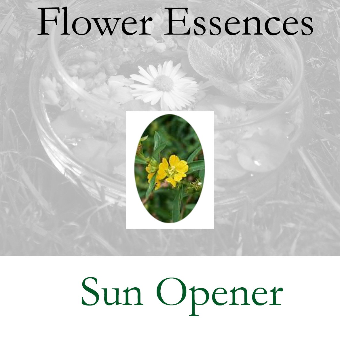 Flower Essence- Sun Opener