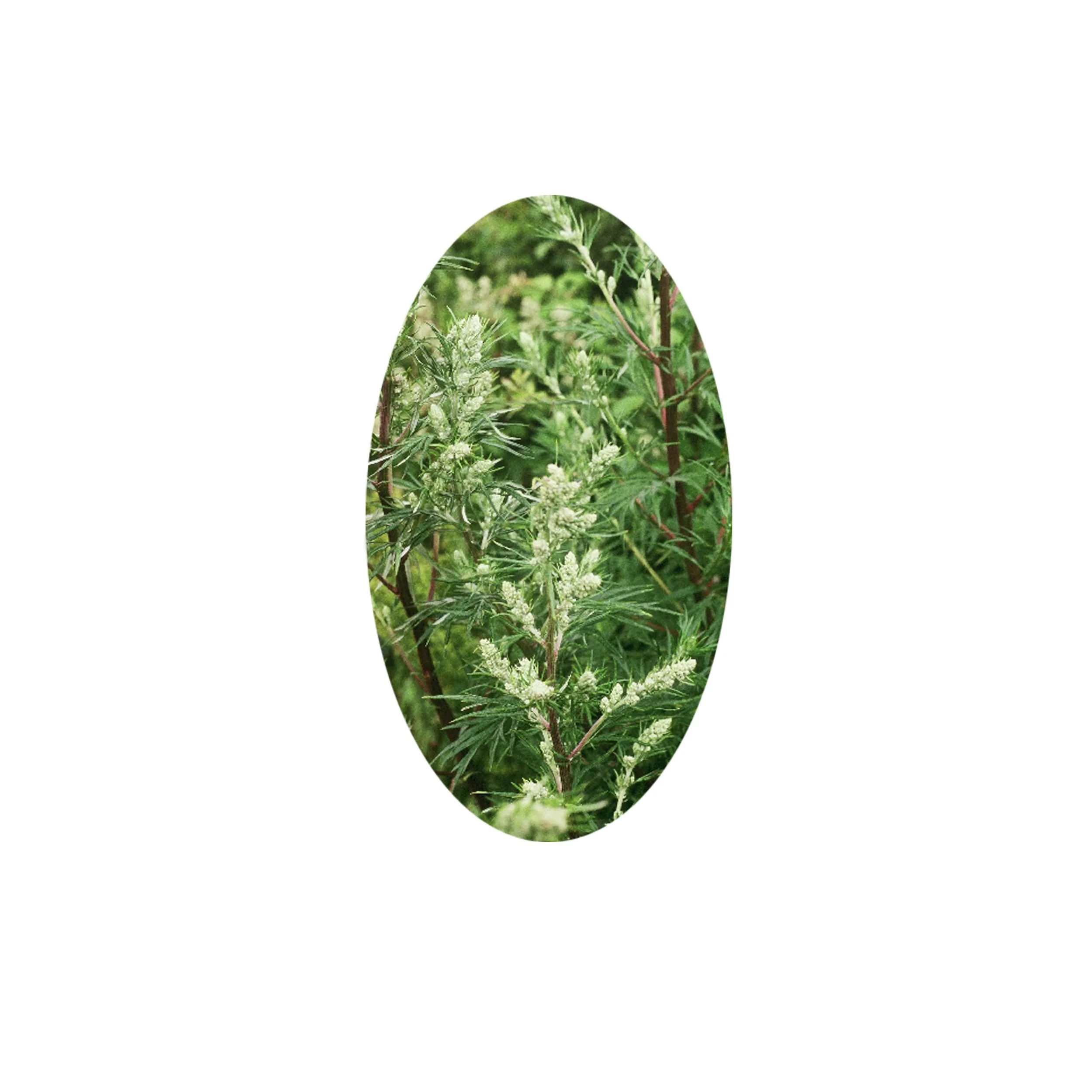 Flower Essence- Mugwort