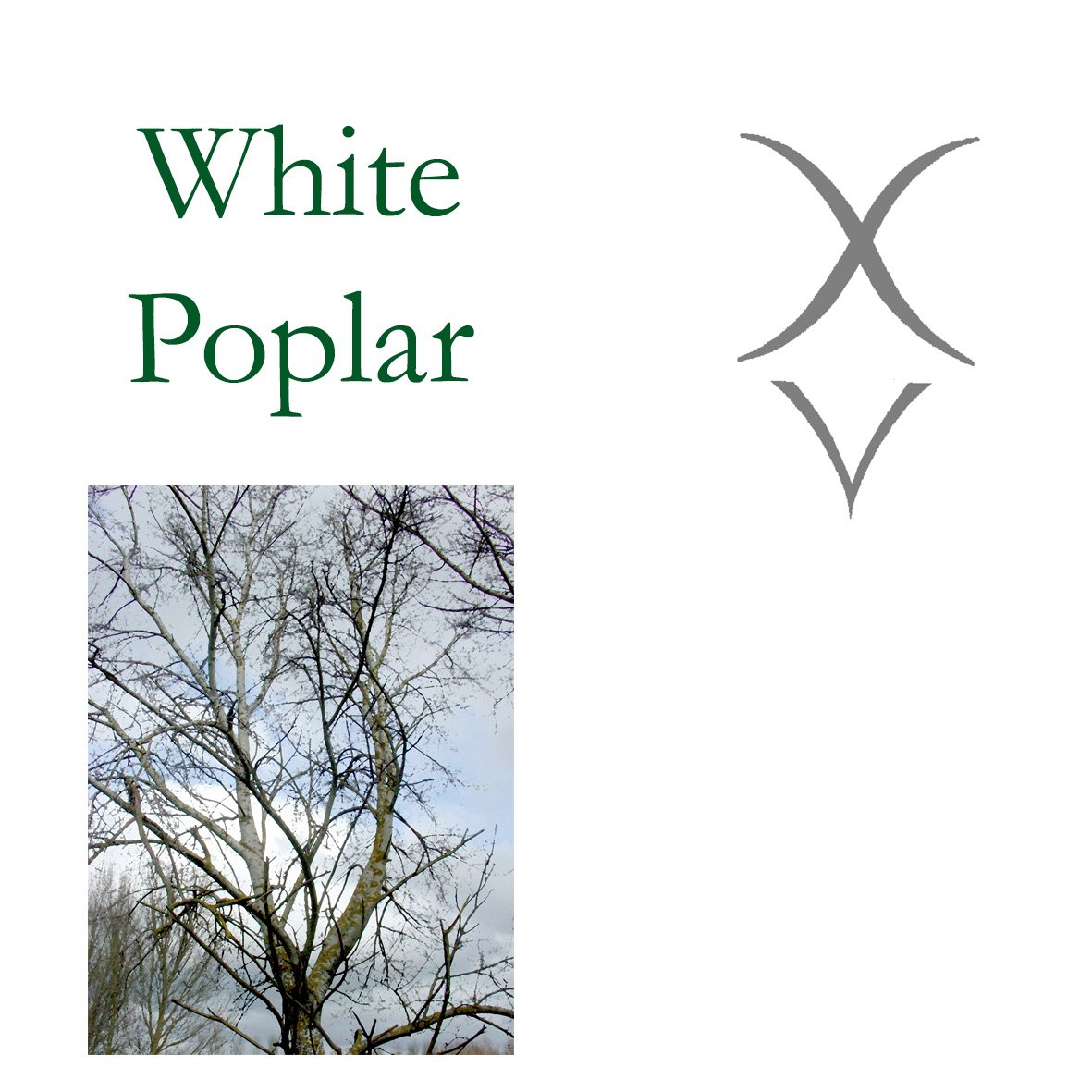 Tree Flower - White Poplar