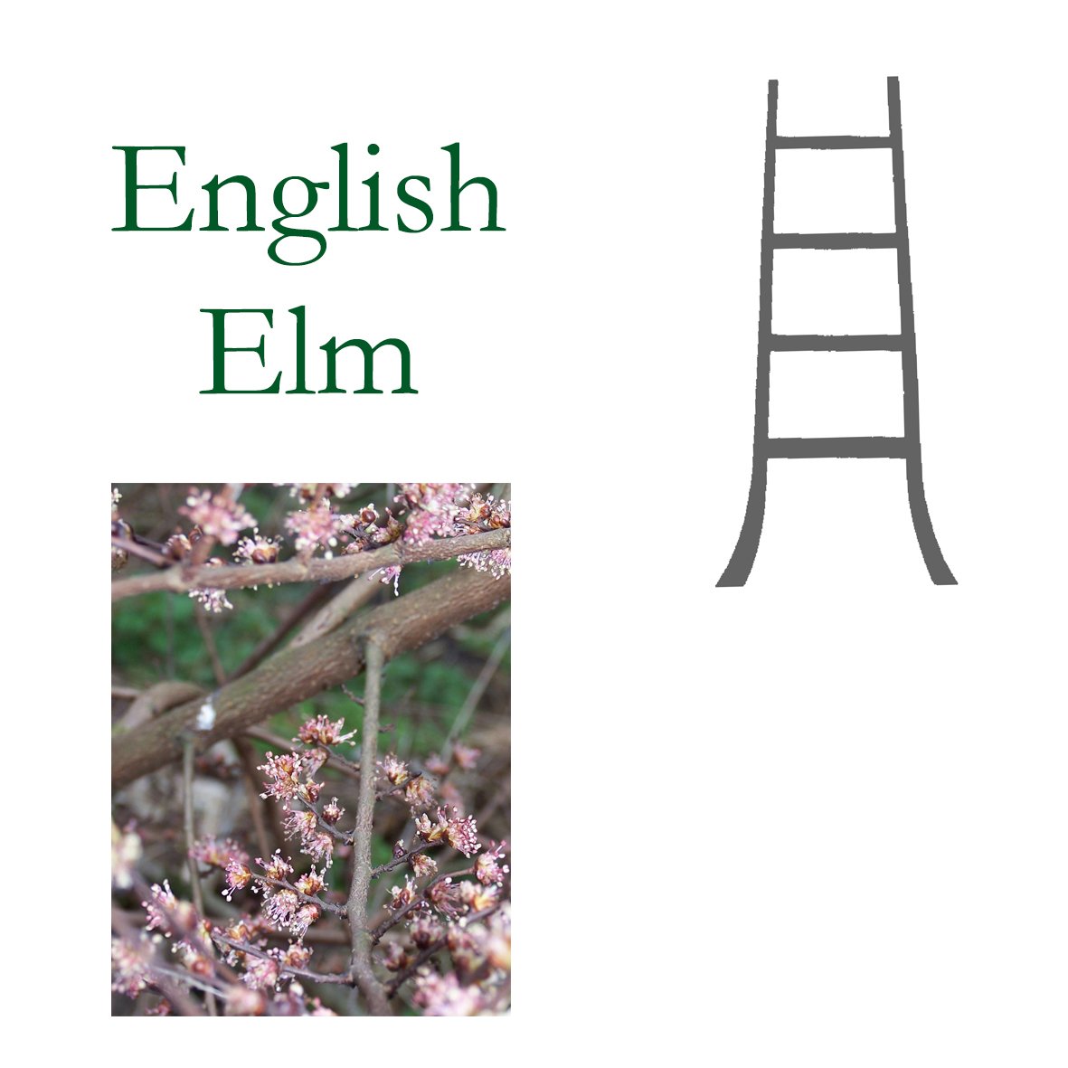 Tree Flower - English Elm
