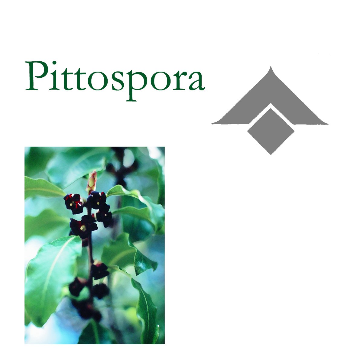 Tree Flower - Pittospora