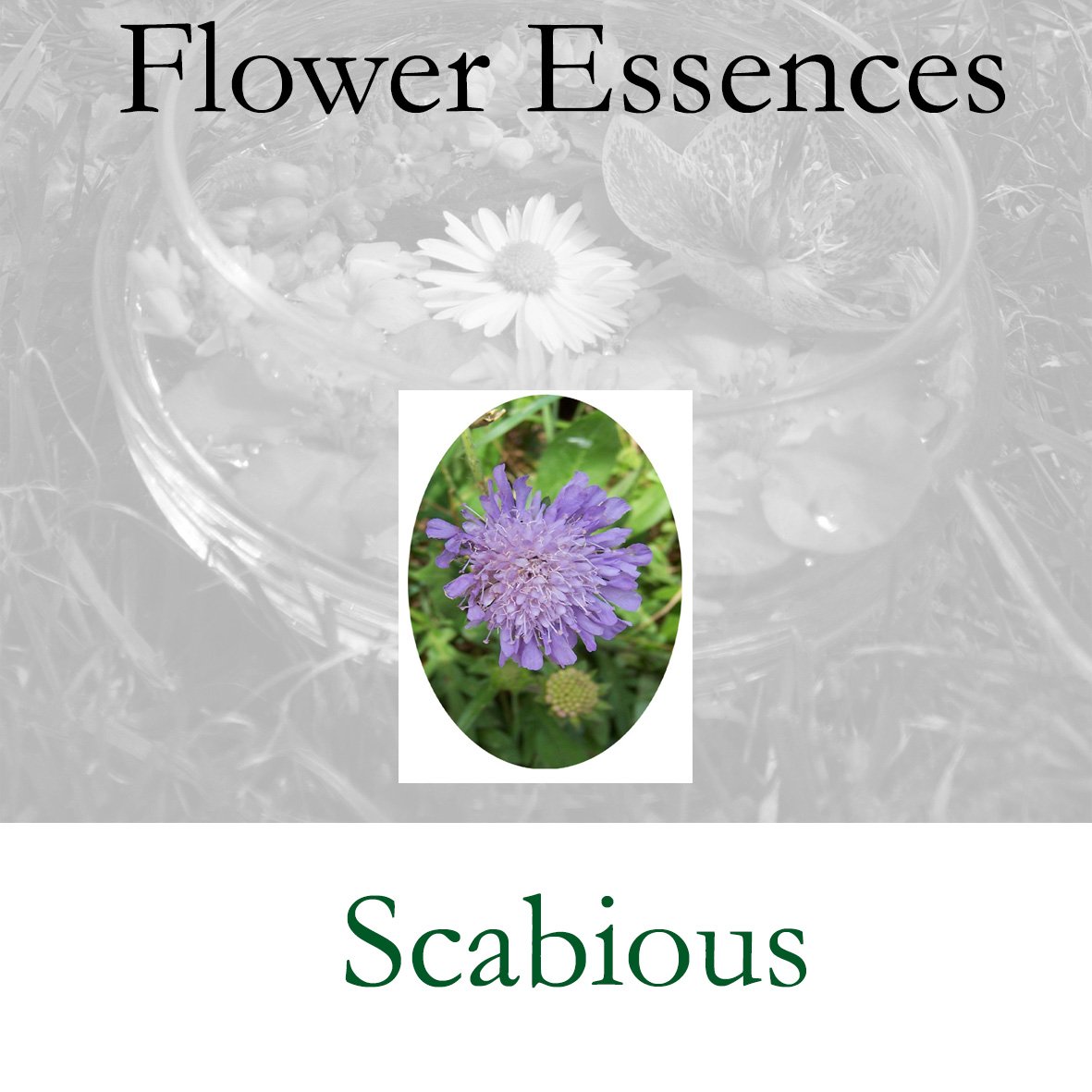 Flower Essence- Scabious