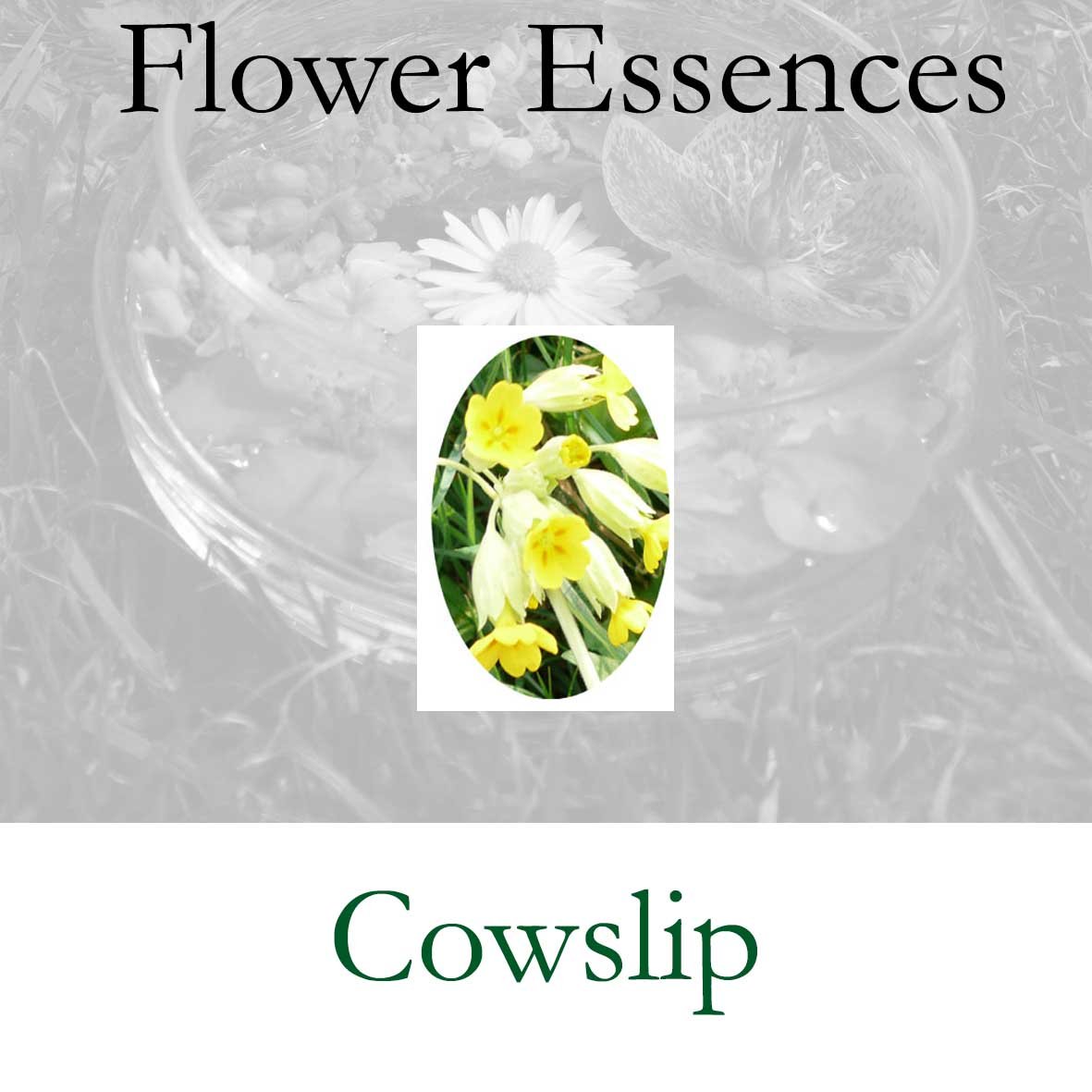 Flower Essence- Cowslip