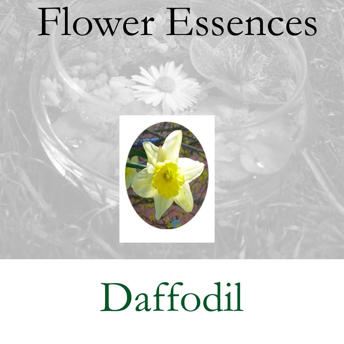 Flower Essence- Daffodil
