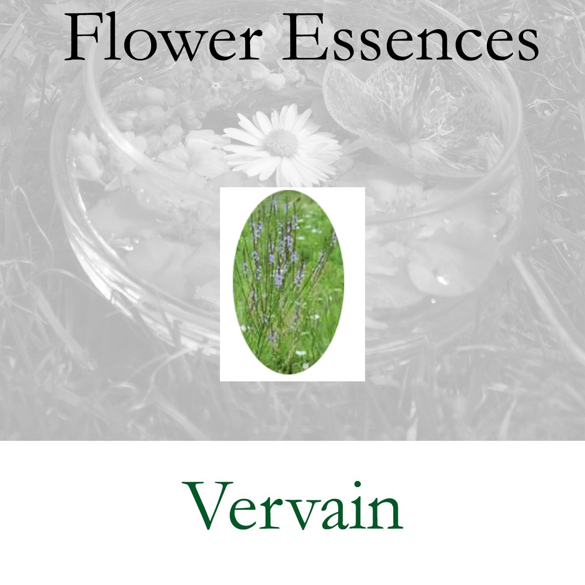 Flower Essence- Vervain