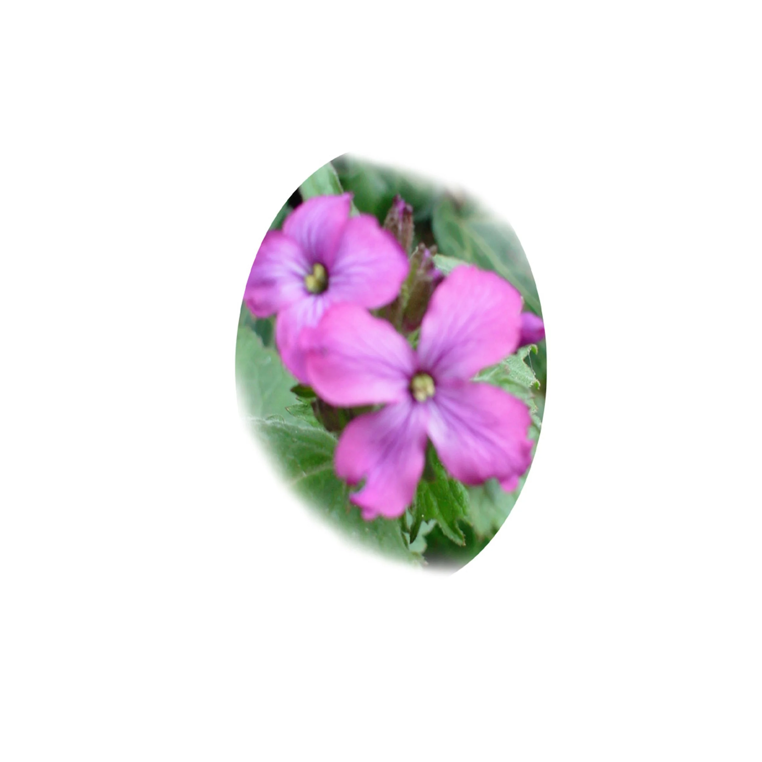 Flower Essence- Honesty