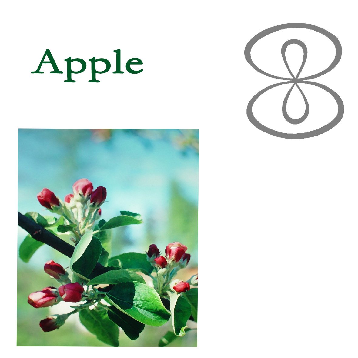 Tree Flower - Apple