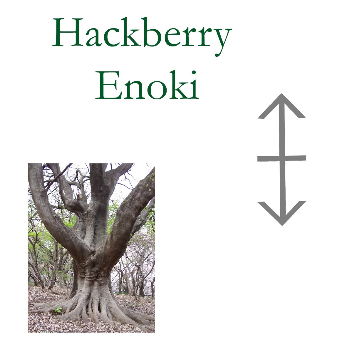 Japanese Tree Flower Essences - Hackberry