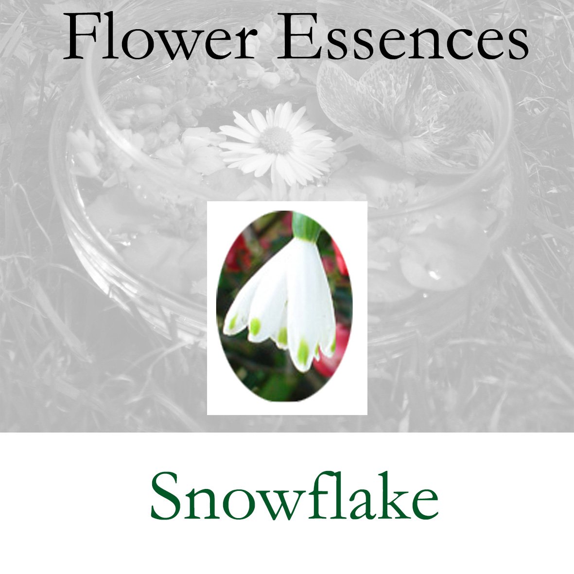 Flower Essence- Snowflake