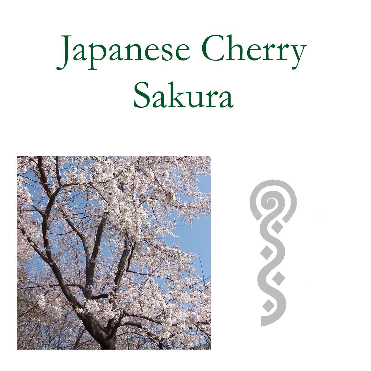 Japanese Tree Flower Essences - Sakura
