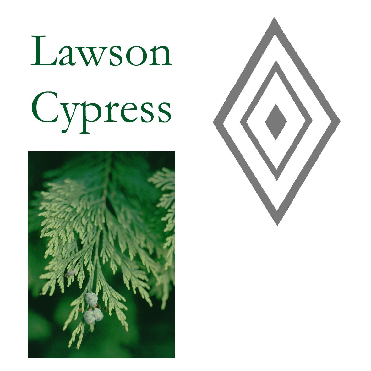 Tree Flower - Lawson Cypress