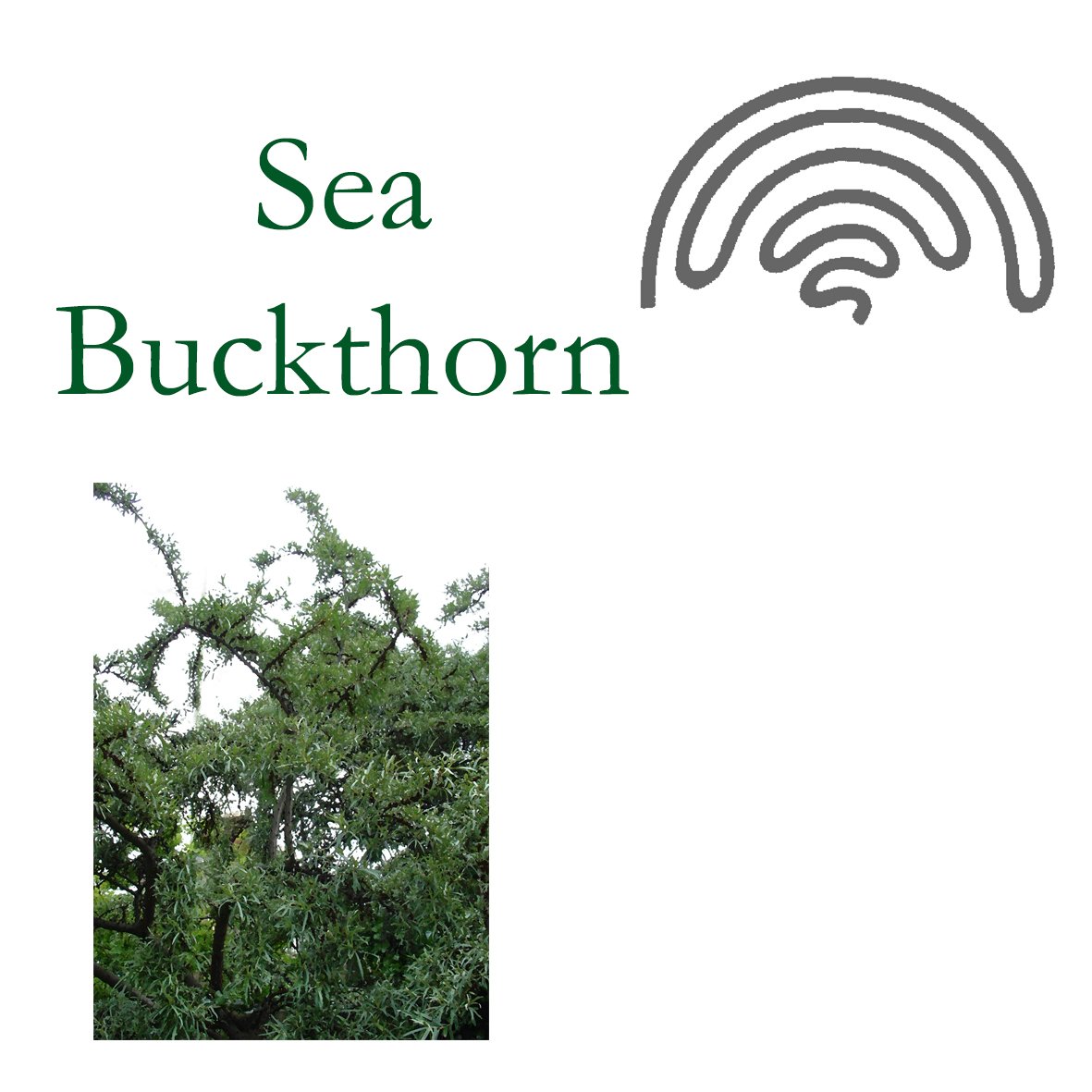 Tree Flower - Sea Buckthorn