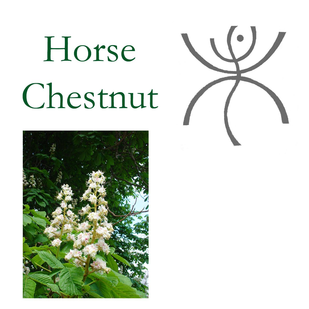Tree Flower - Horse Chestnut