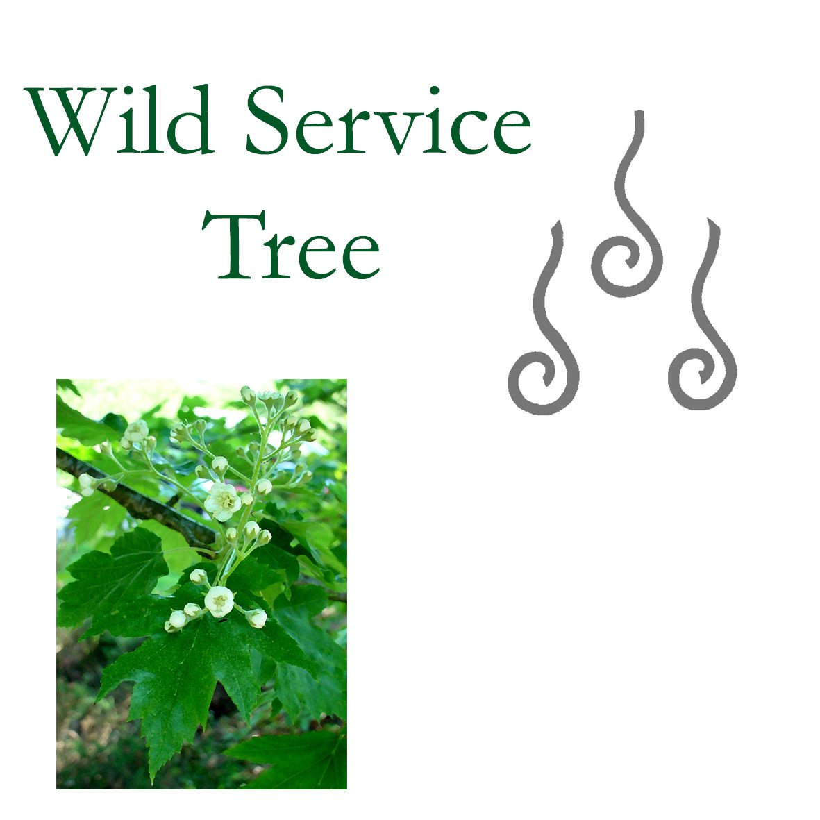 Tree Flower - Wild Service Tree