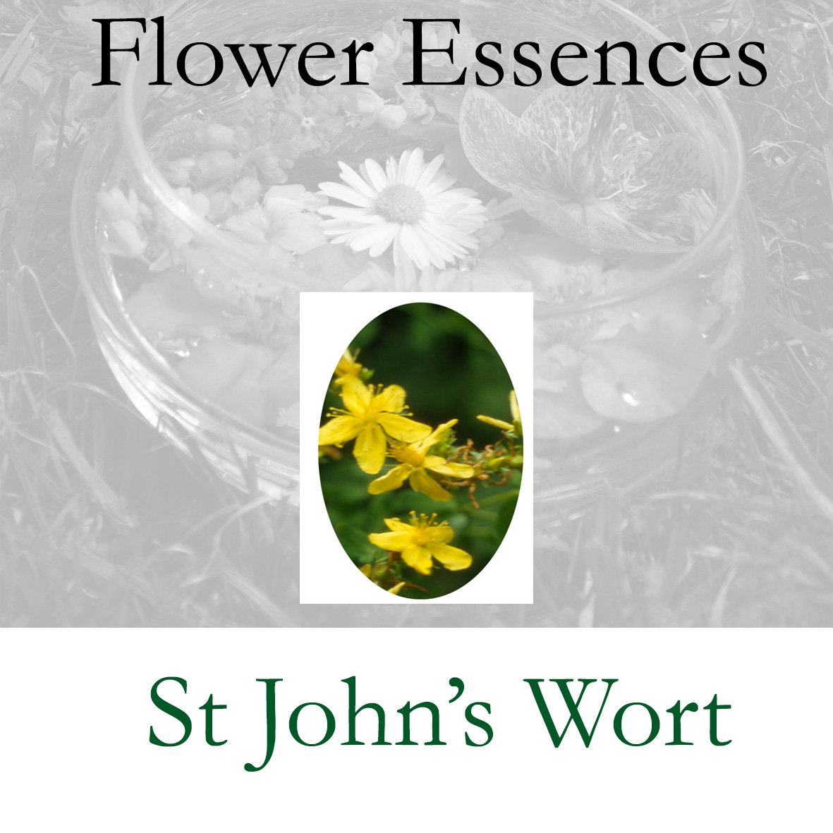 Flower Essence- St-John's-Wort