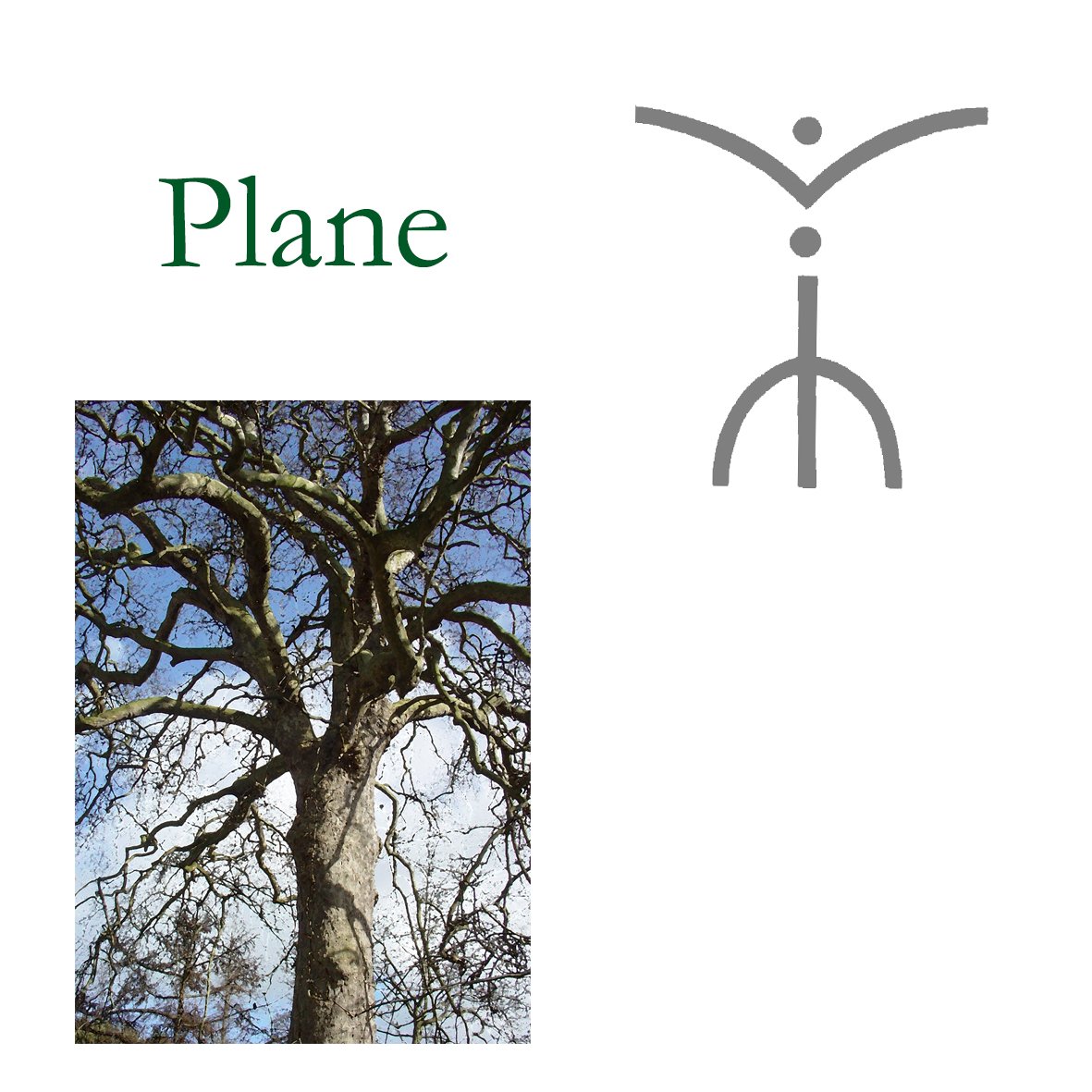 Tree Flower - Plane