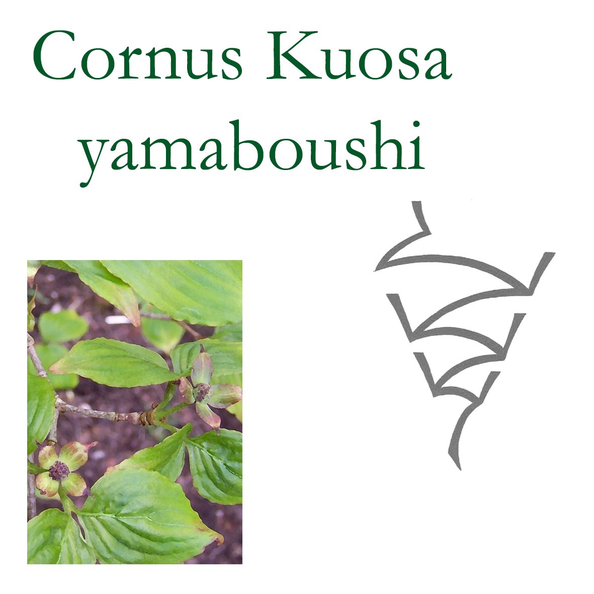 Cornus.jpg
