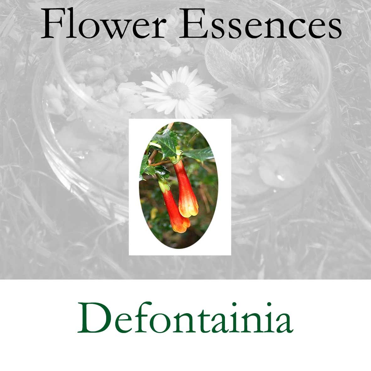 Flower Essence- Desfontainia