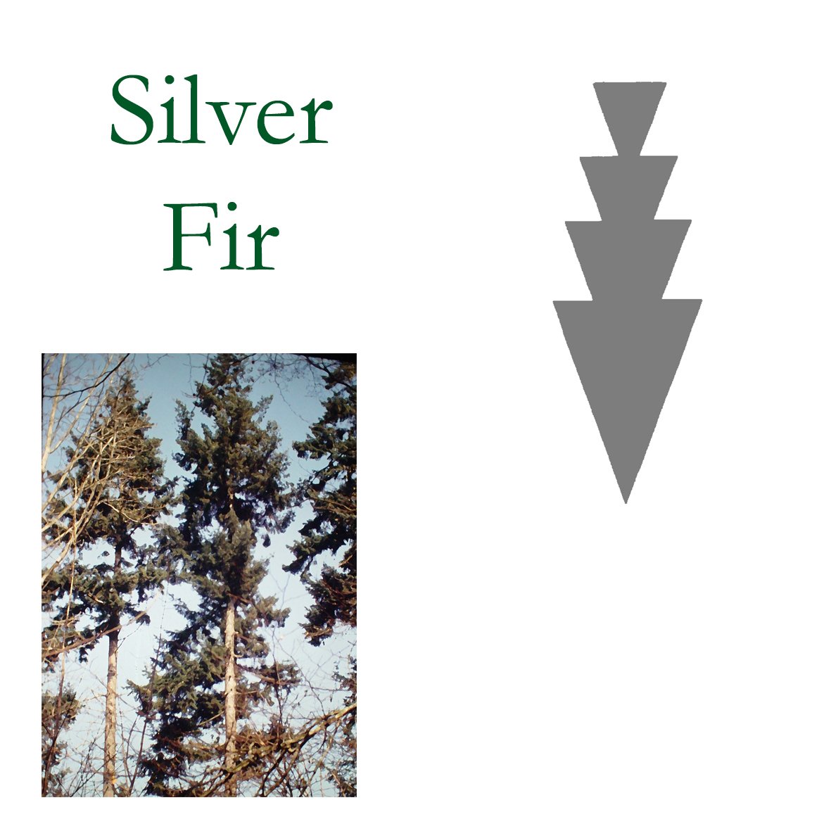 Tree Flower - Silver Fir