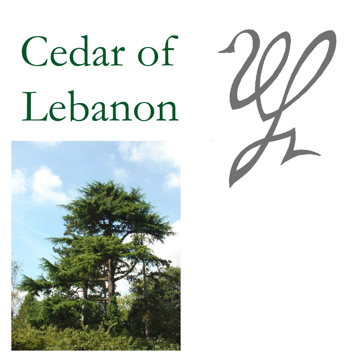 Tree Flower - Cedar of Lebanon