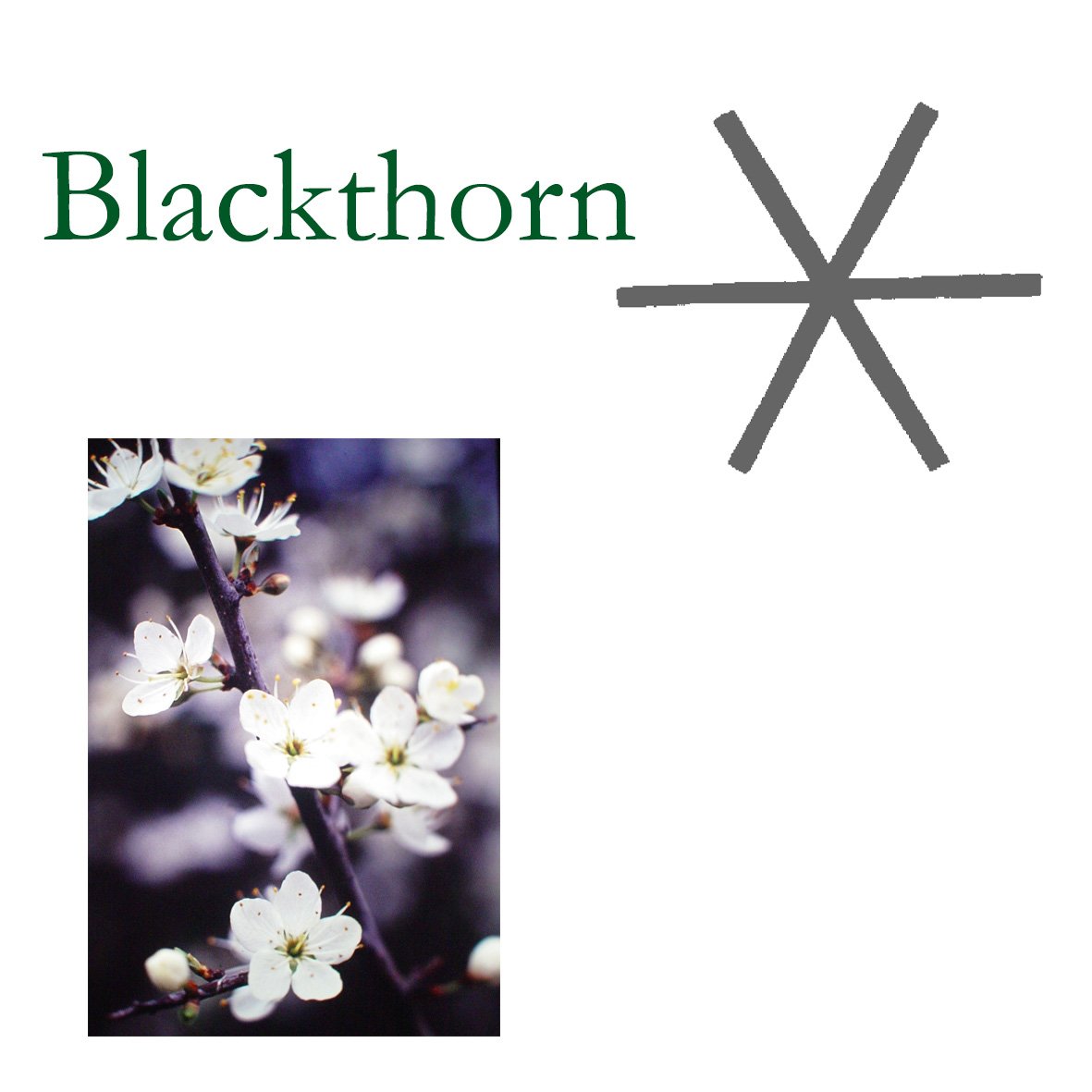 Tree Flower - Blackthorn