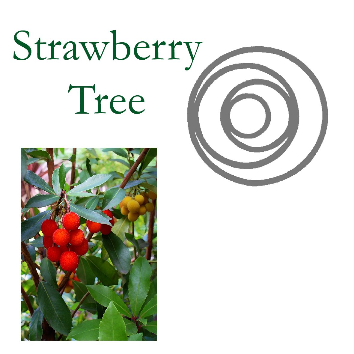 Tree Flower - Strawberry Tree