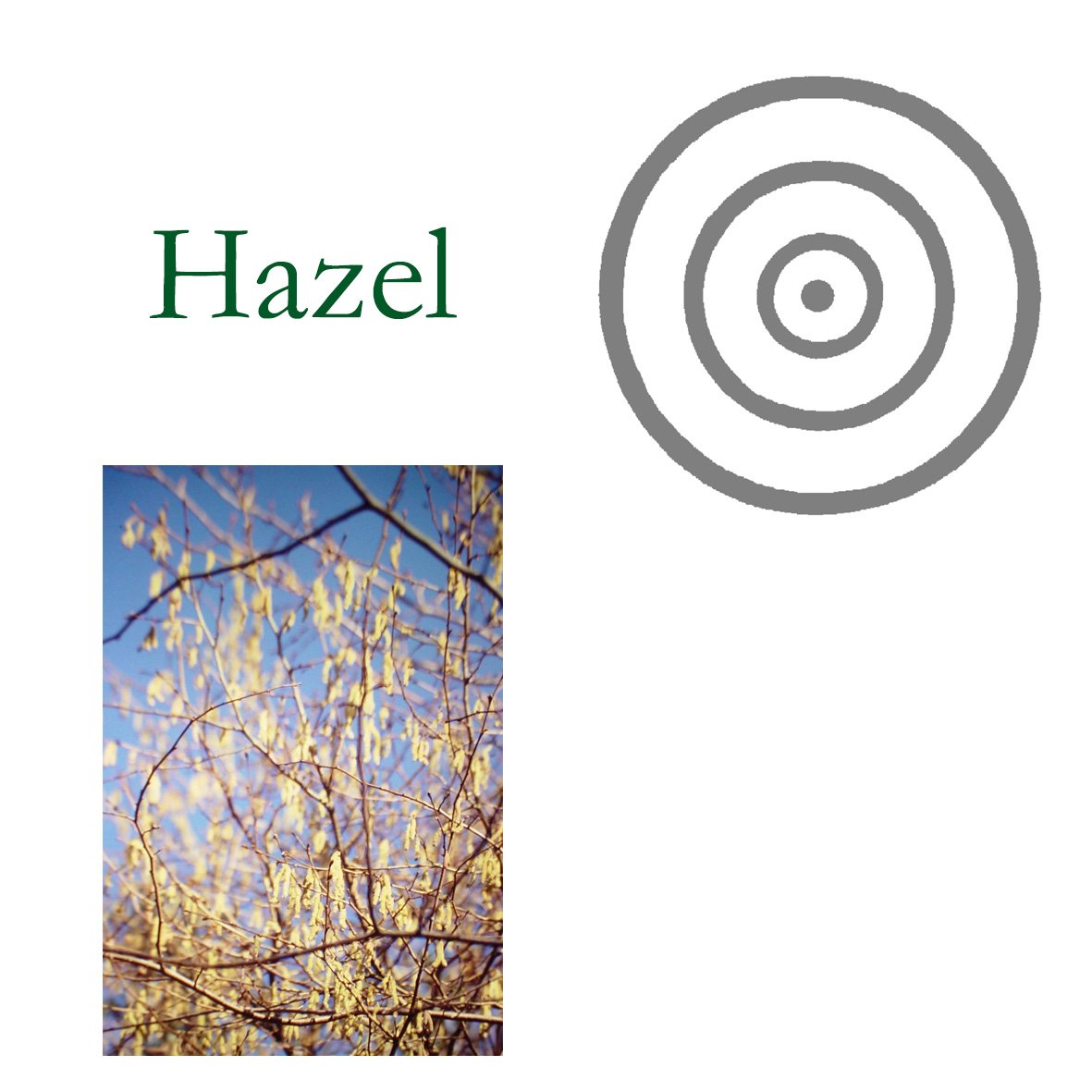 Tree Flower - Hazel